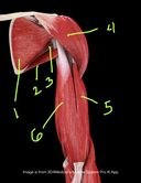 Shoulder and arm muscles Anterior view Human Anatomy Quiz part 1
